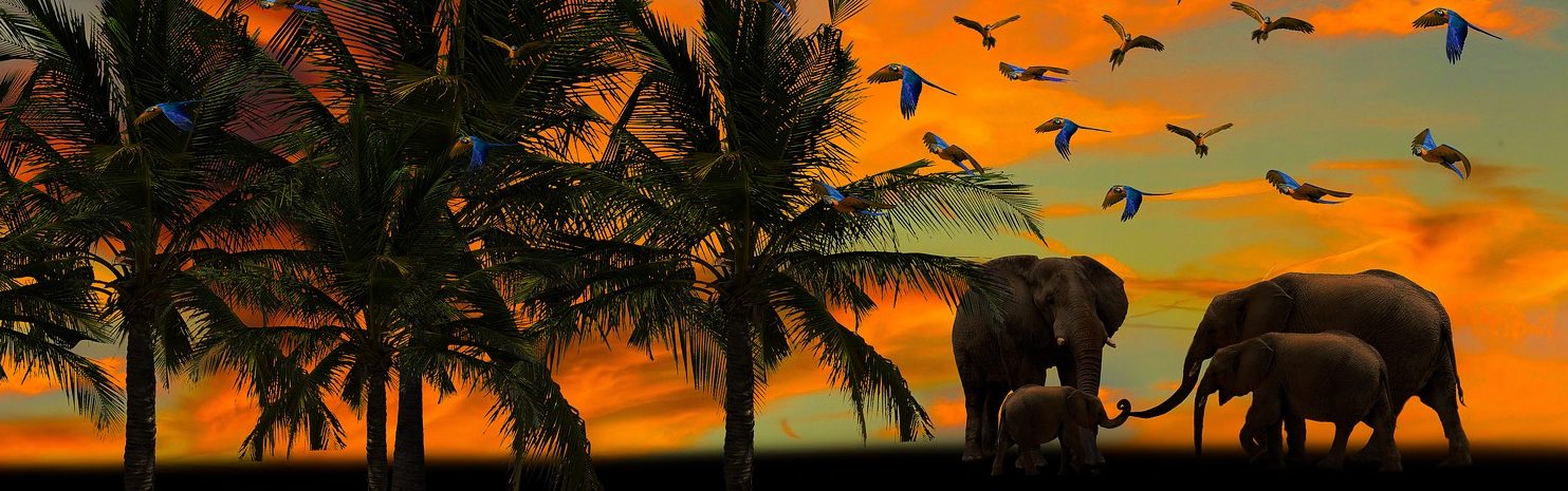 Dennaac Travel Consult – Visit Africa